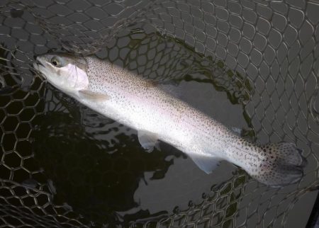 大安トラウトレイク 釣果